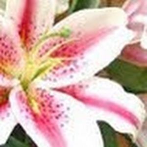 Meet your Posher, Lily